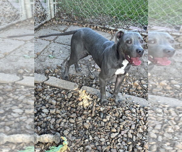 Medium Photo #4 American Pit Bull Terrier-Unknown Mix Puppy For Sale in Brewster, NY, USA