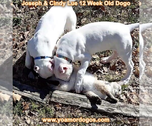 Medium Photo #166 Dogo Argentino Puppy For Sale in PINEVILLE, MO, USA