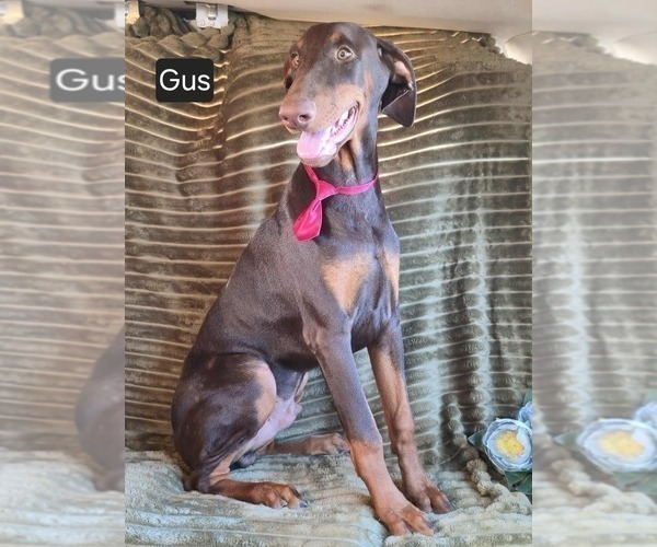 Medium Photo #1 Doberman Pinscher Puppy For Sale in POMEROY, OH, USA