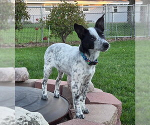 **RUDY** - Male Mutt Dog for Adoption