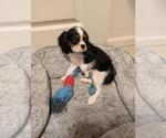 Puppy Lady Kate Cavalier King Charles Spaniel