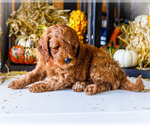 Small #10 Goldendoodle-Poodle (Miniature) Mix