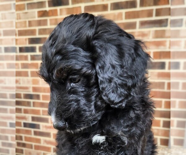 Medium Photo #9 F2 Aussiedoodle Puppy For Sale in COLUMBIA, TN, USA