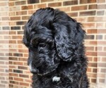 Small #8 F2 Aussiedoodle