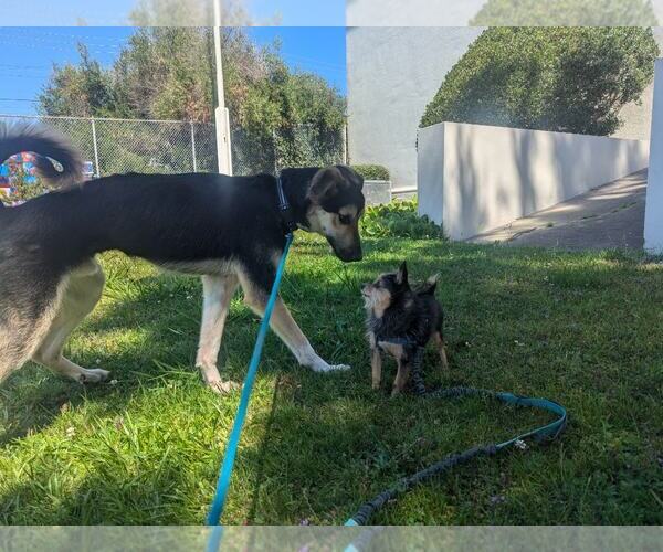 Medium Photo #6 German Shepherd Dog-Unknown Mix Puppy For Sale in Hayward, CA, USA