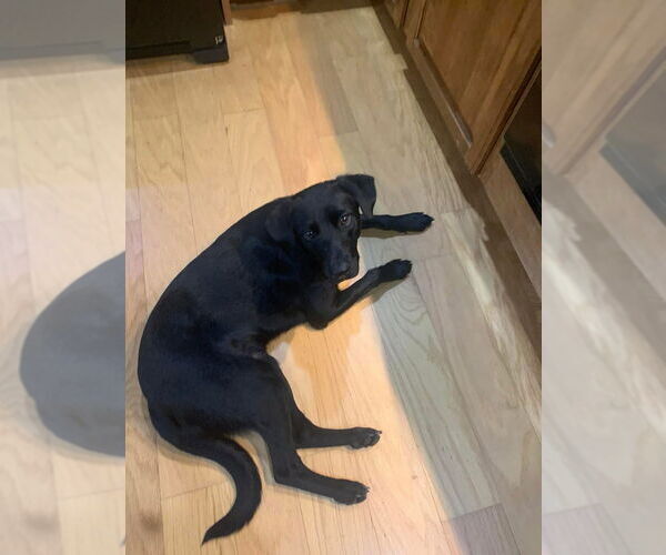 Medium Photo #6 Borador Puppy For Sale in Conway, AR, USA