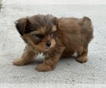 Small #1 Yorkshire Terrier