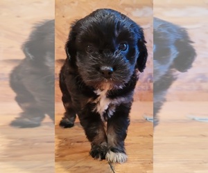 Cavapoo Puppy for sale in PINK HILL, NC, USA