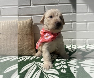 Labradoodle Puppy for sale in PEMBROKE, GA, USA