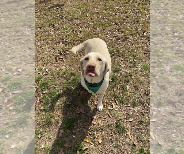 Medium Photo #4 Labrador Retriever Puppy For Sale in Abbeville, LA, USA