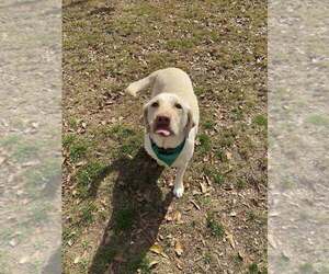 Wilson - Male Labrador Retriever Dog for Adoption - Photo #4