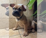 Small #7 American Bullnese-French Bulldog Mix