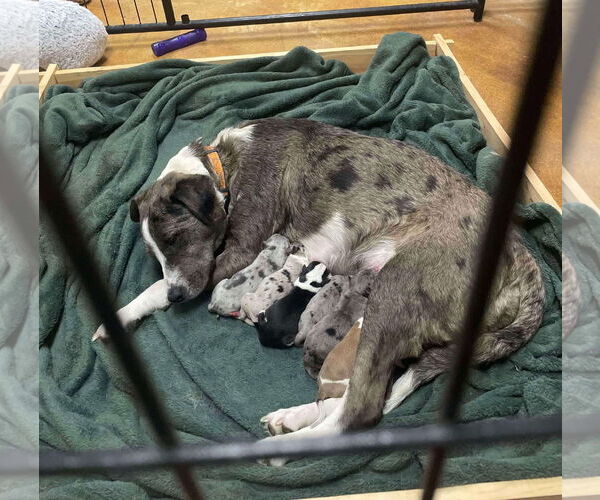 Medium Photo #10 American Staffordshire Terrier-Border Collie Mix Puppy For Sale in phoenix, AZ, USA