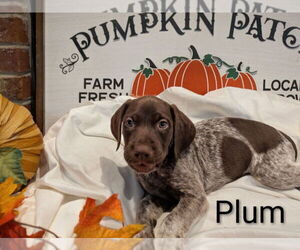 Medium German Shorthaired Pointer