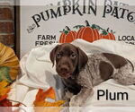 Puppy Plum German Shorthaired Pointer