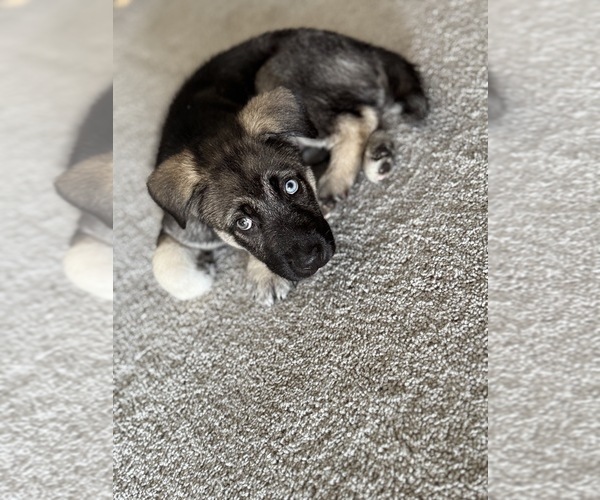 Medium Photo #4 German Shepherd Dog-Siberian Husky Mix Puppy For Sale in FREDERICKSBURG, VA, USA