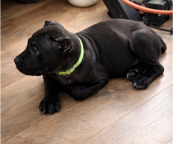 Medium Photo #7 Cane Corso Puppy For Sale in ANDERSON, IN, USA