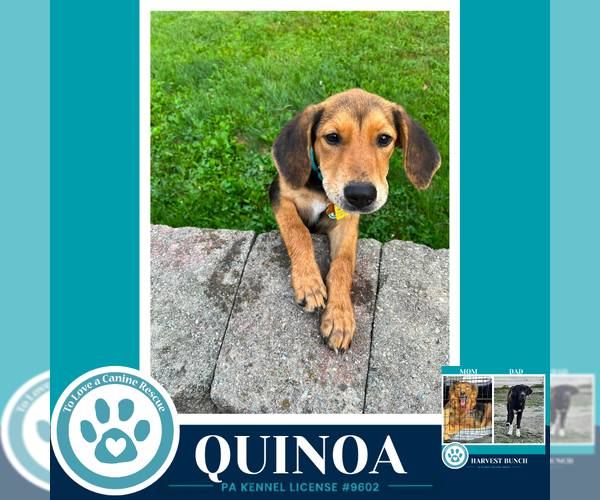 Medium Photo #4 Labrador Retriever-Unknown Mix Puppy For Sale in Kimberton, PA, USA