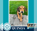Small #3 Labrador Retriever Mix
