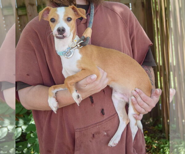 Medium Photo #2 Daug Puppy For Sale in Huntley, IL, USA