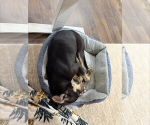 Sammy Star - Female Bull Terrier-Unknown Mix Dog for Adoption - Photo #6