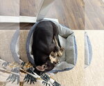 Small Photo #6 Bull Terrier-Unknown Mix Puppy For Sale in Sandy, UT, USA