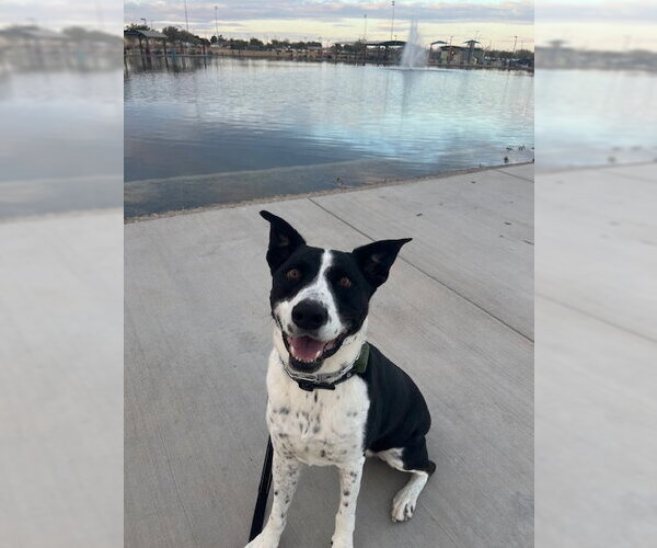 Medium Photo #5 Pointer-Unknown Mix Puppy For Sale in Chandler, AZ, USA