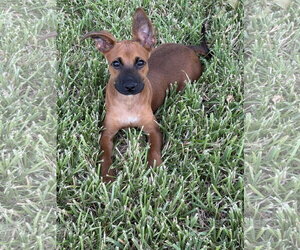 Chihuahua-Unknown Mix Dogs for adoption in The Woodlands, TX, USA