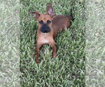 Small Chihuahua Mix