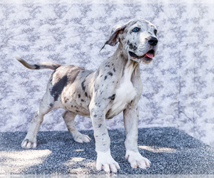 Great Dane Puppy for sale in WAKARUSA, IN, USA