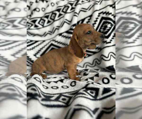 Medium Photo #3 Dachshund Puppy For Sale in BREVARD, NC, USA