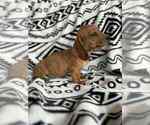 Small #2 Dachshund