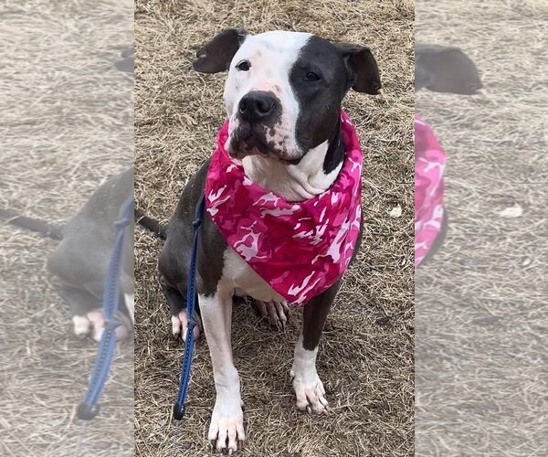 Medium Photo #1 American Bulldog-American Staffordshire Terrier Mix Puppy For Sale in Acworth, GA, USA