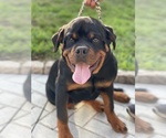 Small Photo #2 Rottweiler Puppy For Sale in WESTPORT, MA, USA
