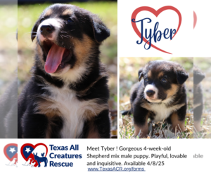 German Shepherd Dog-Unknown Mix Dogs for adoption in Lillian, TX, USA