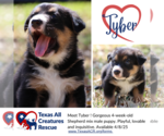Small German Shepherd Dog Mix