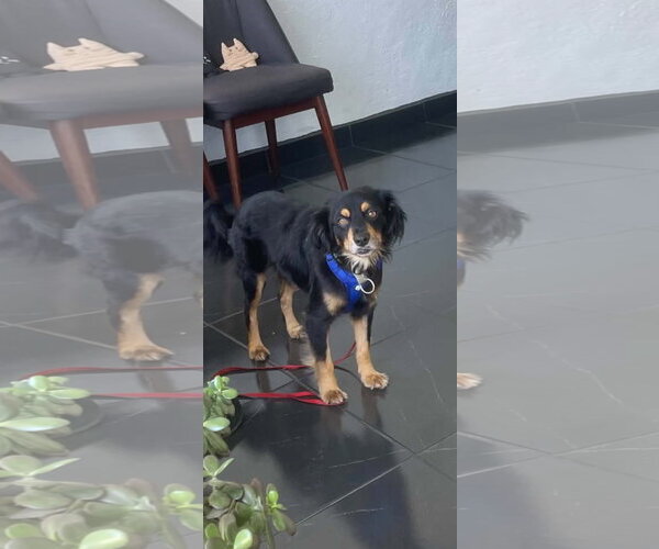Medium Photo #11 Cocker Spaniel-Papillon Mix Puppy For Sale in Escondido, CA, USA
