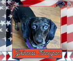 Small #1 Dachshund