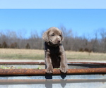 Small Photo #3 Labrador Retriever Puppy For Sale in MARSHFIELD, MO, USA