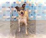Small #4 Pug Mix