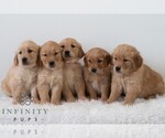 Small Photo #2 Golden Retriever Puppy For Sale in NEWPORT, PA, USA