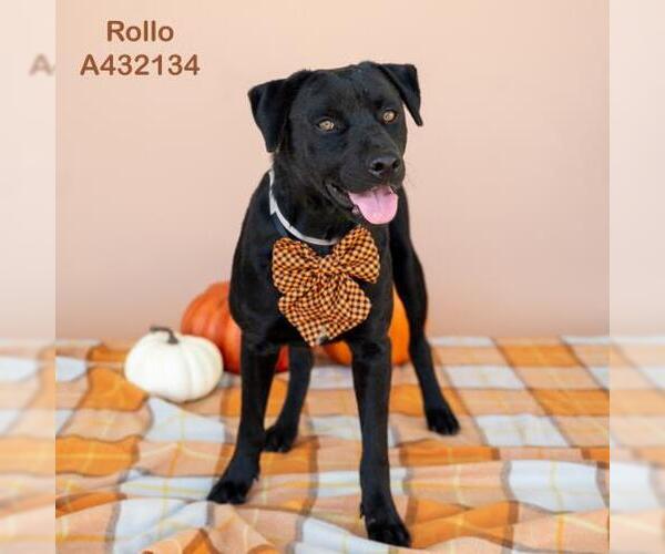 Medium Photo #1 Mutt Puppy For Sale in Conroe, TX, USA