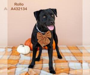 Mutt Dogs for adoption in Conroe, TX, USA
