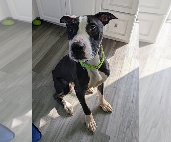 Medium Photo #1 Mutt Puppy For Sale in Springdale, PA, USA