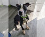 Simon - Male Mutt Dog for Adoption - Small photo