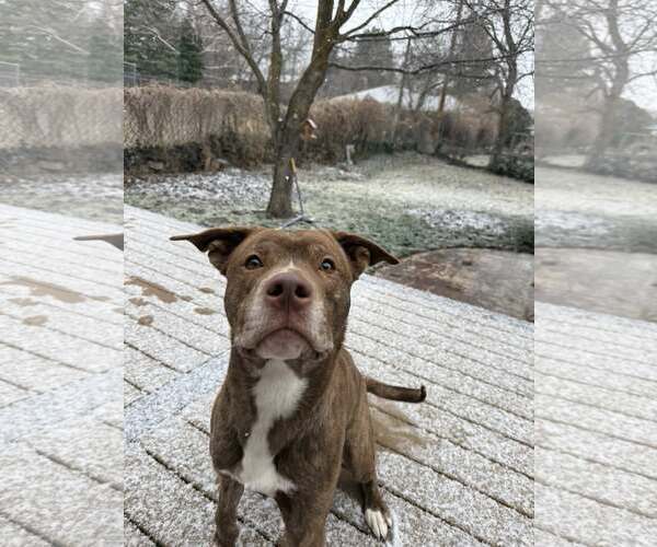 Medium Photo #4 American Pit Bull Terrier-Unknown Mix Puppy For Sale in MIDWAY, UT, USA