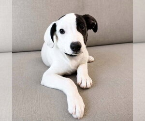 Collie-Unknown Mix Dogs for adoption in St. Louis Park, MN, USA
