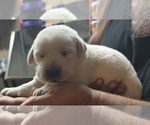 Image preview for Ad Listing. Nickname: white lab