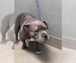 Mutt Dogs for adoption in Las Vegas, NV, USA