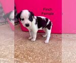 Small #2 Retriever  Mix
